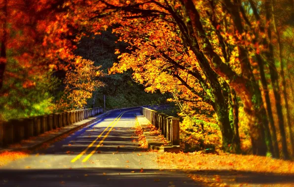 Picture road, autumn, forest, leaves, trees, bridge, nature, Park