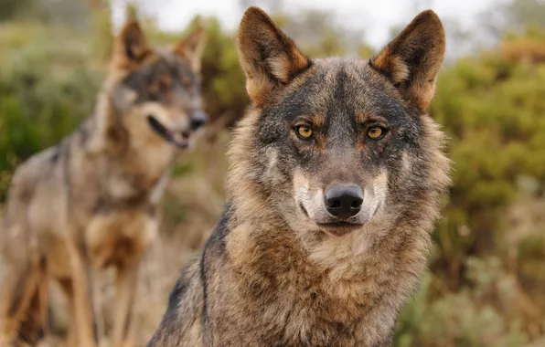 Nature, face, animal, wolf, wildlife, head, fur, mammal