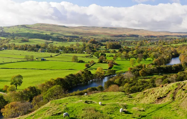 Field, the sky, trees, river, hills, sheep