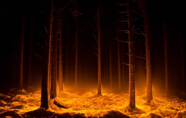 Picture forest, light, night