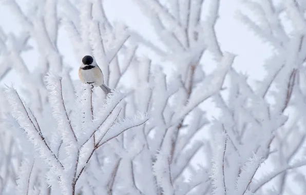 Snow, nature, tree, bird, Tit