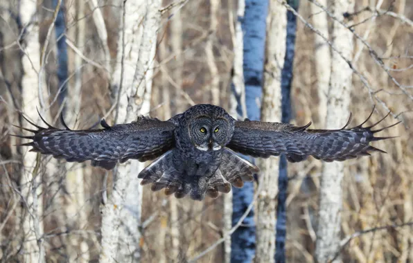 Picture forest, look, trees, flight, owl, bird, owl, wingspan
