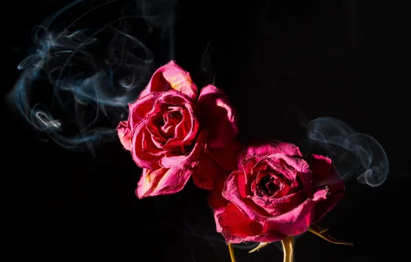 Macro, the dark background, pink, smoke, two, roses