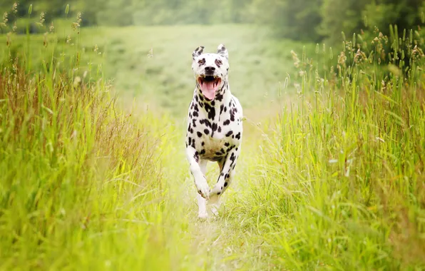 Summer, dog, running