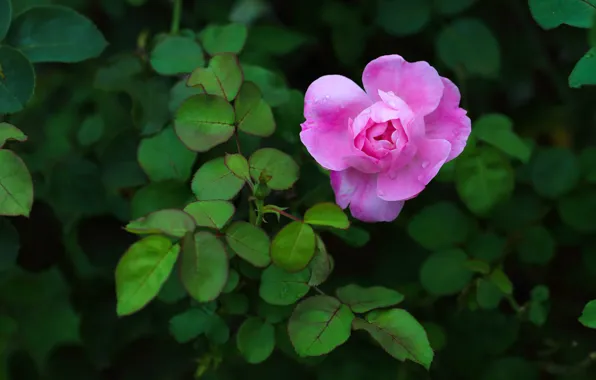 Wallpaper Flower Leaves Pink Rose Bush Garden For Mobile And