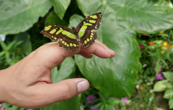 Butterfly, hand, wings, leaves in the background