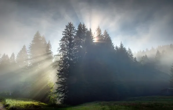 Picture forest, dawn, morning, the rays of the sun