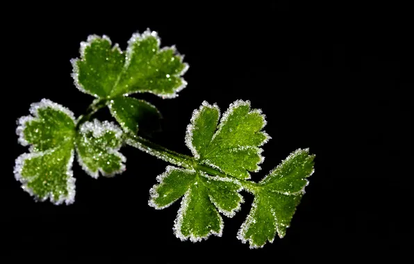 Frost, leaves, plant, crystals