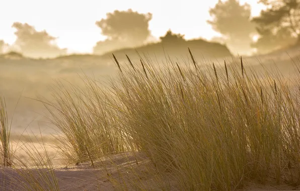 Grass, macro, nature