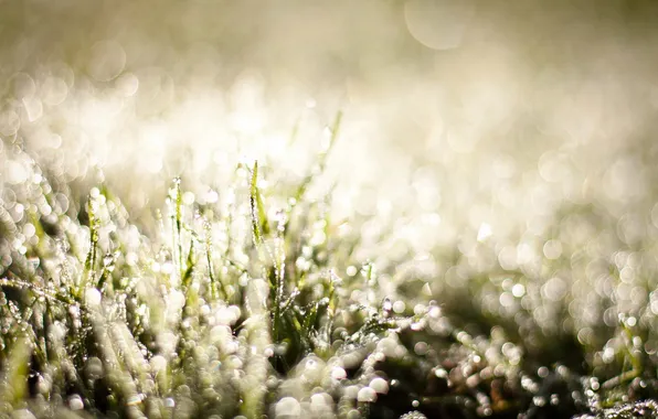Grass, macro, nature