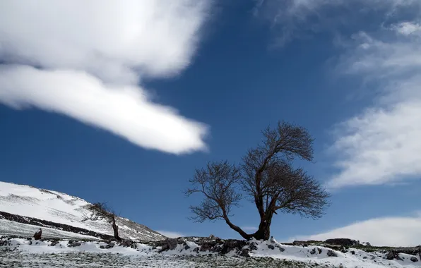 The sky, trees, landscape, nature, spring
