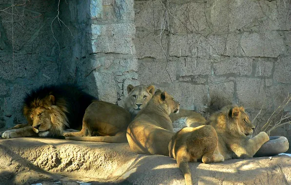 Family, lions, zoo, pride