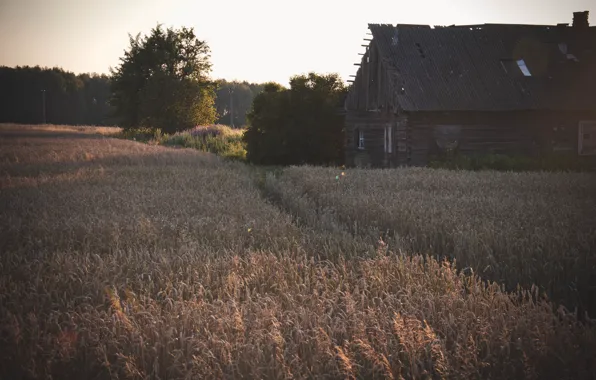 Forest, the steppe, House, Rye
