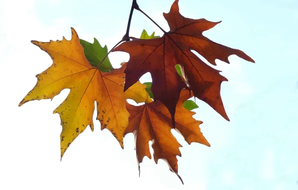 Picture leaves, branches, background