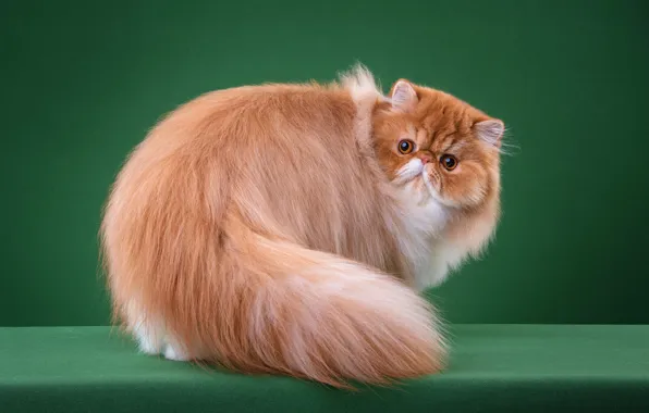 Cat, cat, look, face, pose, wool, fluffy, red