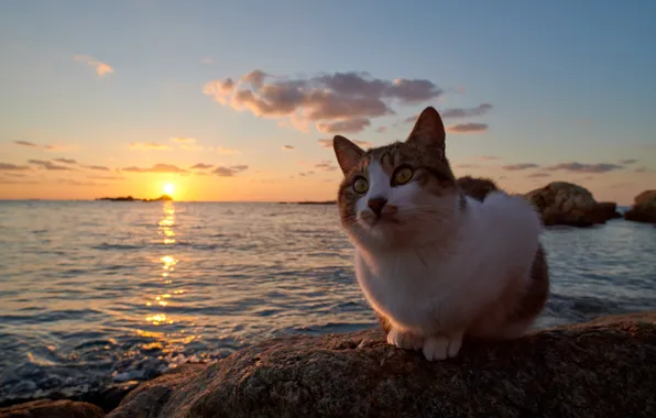 Cat, sunset, the ocean