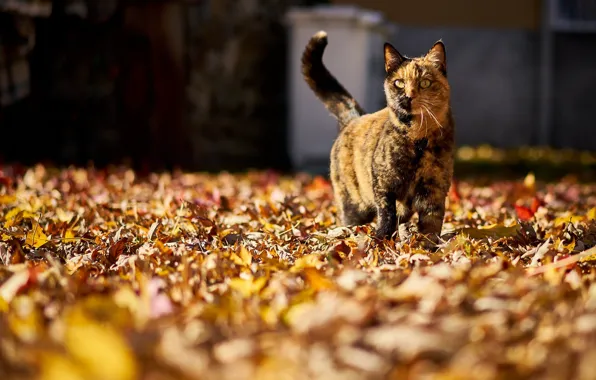 Autumn, cat, light, foliage, yard, walk, bokeh, spotted