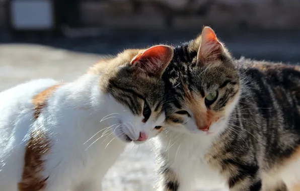 Light, cats, pose, kitty, street, kittens, weasel, a couple