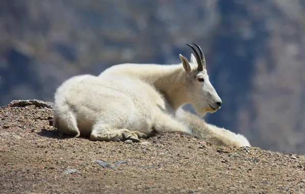 White, mountains, pose, background, goat, hill, lies, profile