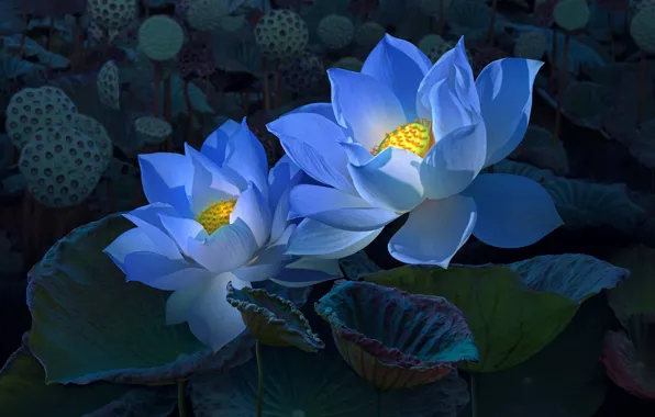 Flowers, the dark background, treatment, blue, art, Lotus, Lotus, two