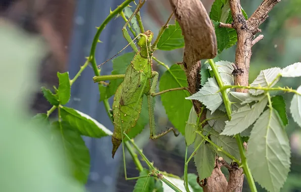 Leaves, plants, insect