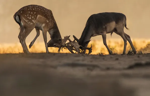 Nature, fight, deer