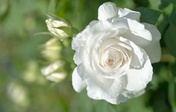 Picture white, rose, Bud