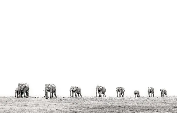 Elephants, the herd, black and white photo