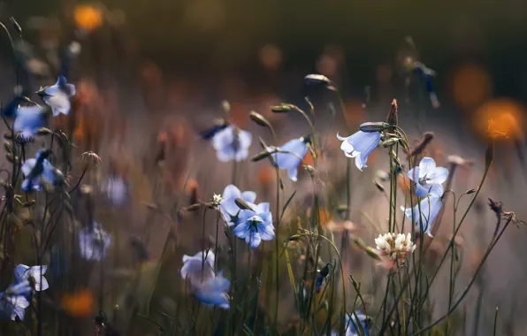 Summer, flowers, nature