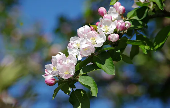 Leaves, branch, spring, Apple, flowering, flowers, bokeh, branch of Apple