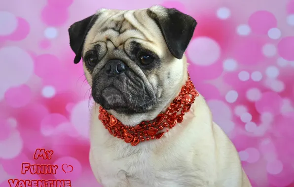 Look, pose, holiday, red, the inscription, portrait, dog, necklace