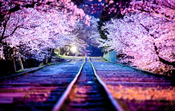 Night, the city, lights, spring, Japan, Sakura, April, Kyoto