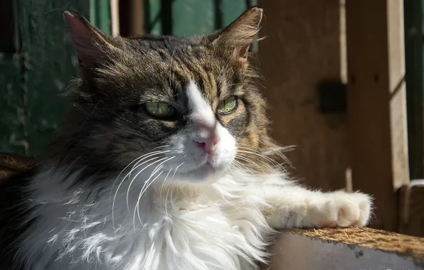 Cat, cat, mustache, face, light, shadow