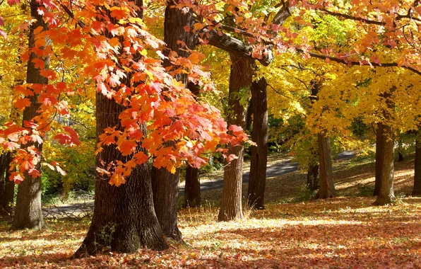 Picture autumn, Park, November in Missouri