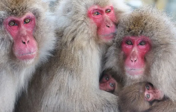 Picture look, nature, monkey