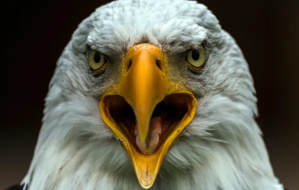 Macro, bird, eagle