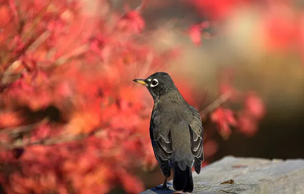 Nature, background, bird