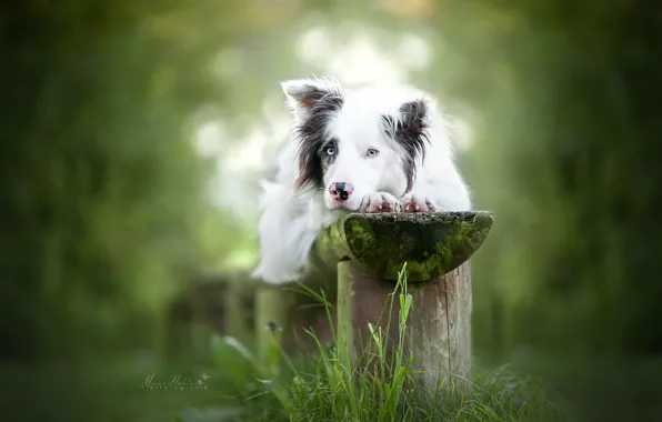 Picture grass, look, dog, bench, bokeh, The border collie