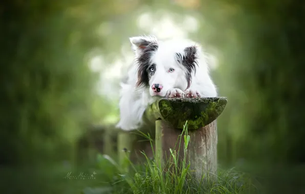 Grass, look, dog, bench, bokeh, The border collie