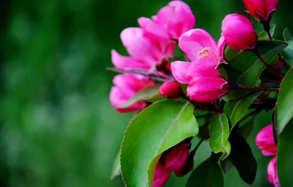 Flowers, mood, spring, beautiful, pink, Ukraine, Kiev