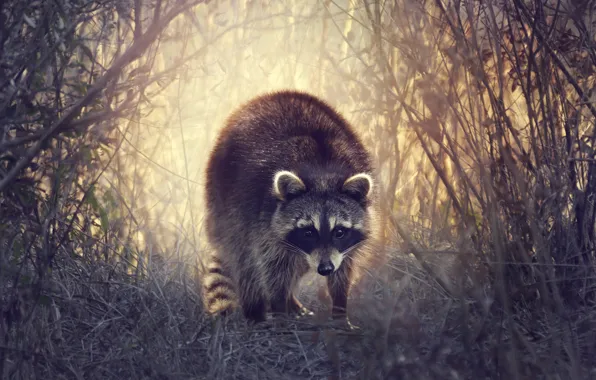 Grass, nature, raccoon, the bushes