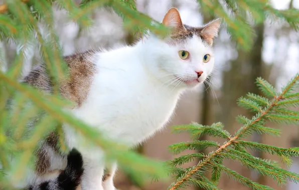 Picture cat, look, branches