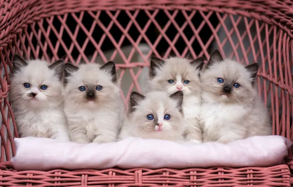 Cat, chair, fluffy, kitty, company, sitting, friendly, blue-eyed