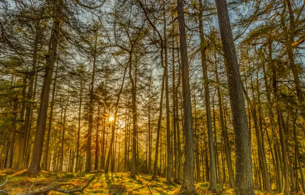 Forest, trees, nature, rays of light, the trunk of the tree