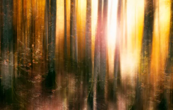 Picture autumn, forest, the sun, trees, abstraction, blur