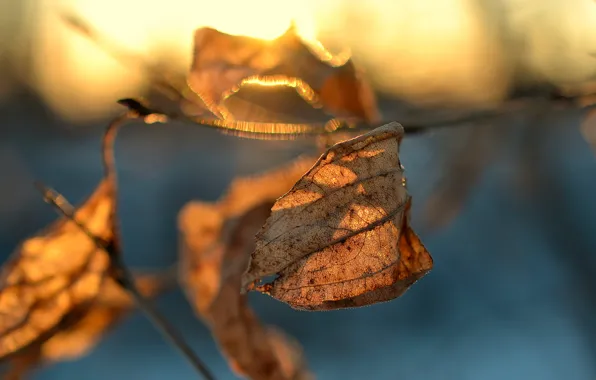 Macro, sheet, dry, bokeh