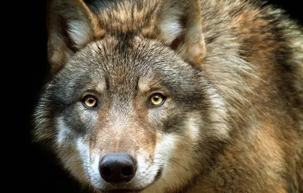 Picture nature, predator, animal, wolf, wildlife, portrait, portrait., Canis lupus. face
