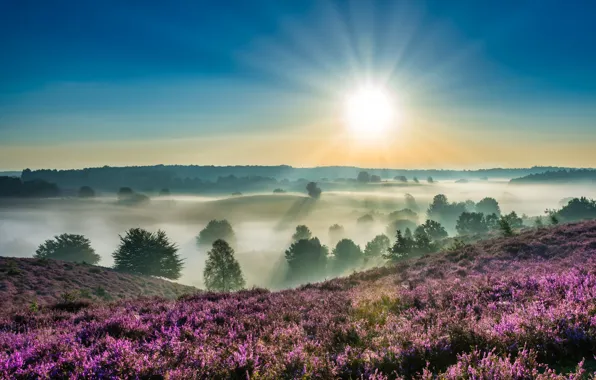 Picture the sun, trees, fog, dawn, morning, Netherlands, Heather
