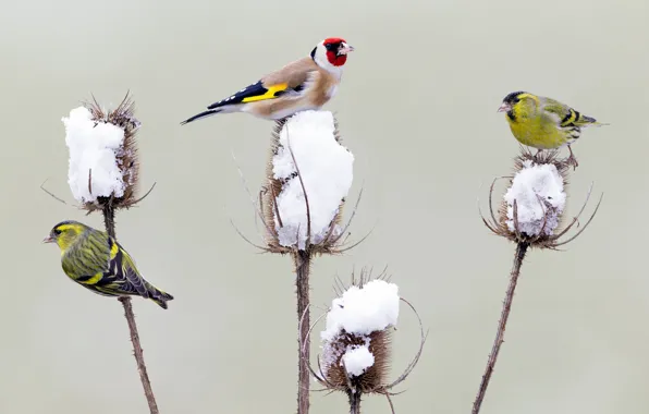 Winter, snow, birds, Germany, goldfinch, Thistle, Chizh