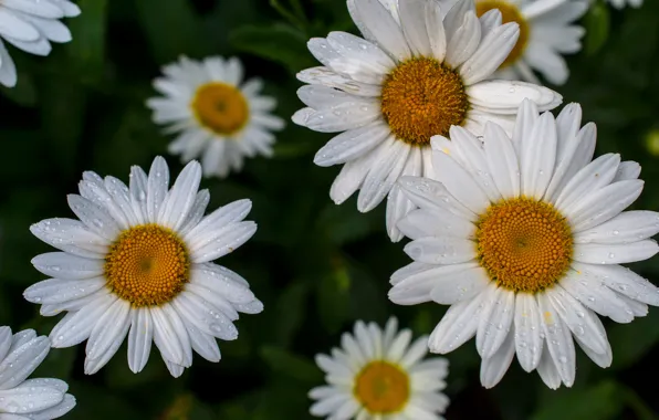 Drops, macro, chamomile